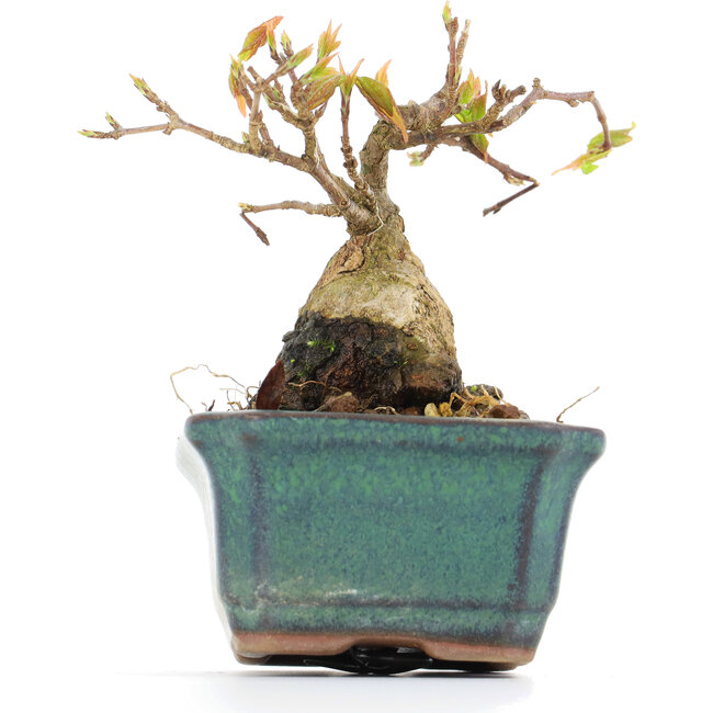 Acer buergerianum, 6,5 cm, ± 12 años