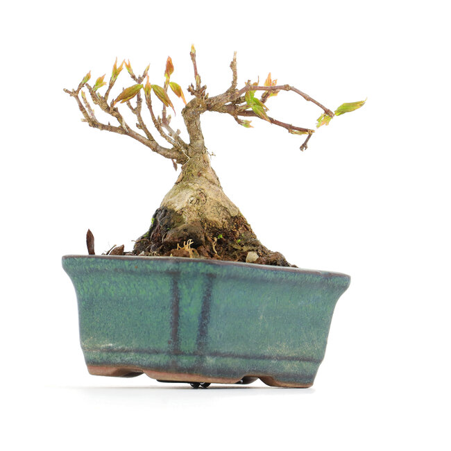 Acer buergerianum, 6,5 cm, ± 12 years old