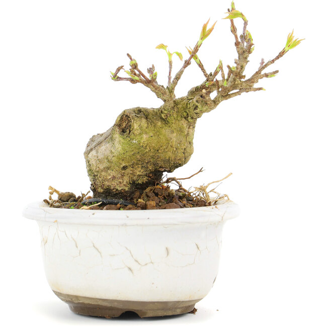 Acer buergerianum, 6,7 cm, ± 12 anni