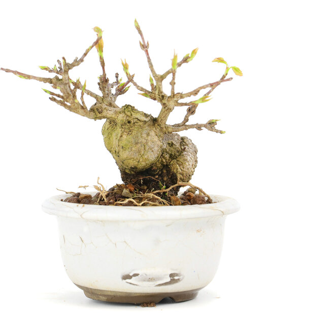 Acer buergerianum, 6,7 cm, ± 12 anni