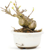 Acer buergerianum, 6,7 cm, ± 12 jaar oud