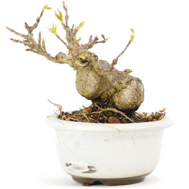 Acer buergerianum, 6,7 cm, ± 12 years old