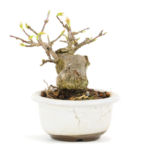 Acer buergerianum, 6,7 cm, ± 12 years old