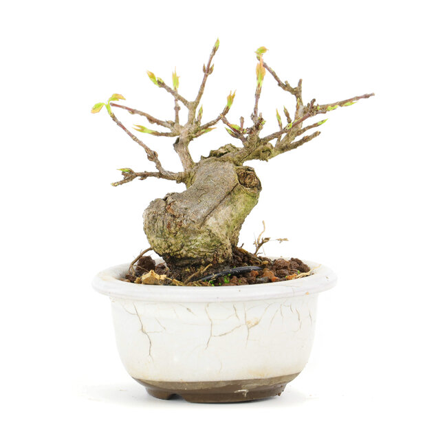 Acer buergerianum, 6,7 cm, ± 12 Jahre alt