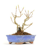 Acer buergerianum Miyasama, 15 cm, ± 12 jaar oud
