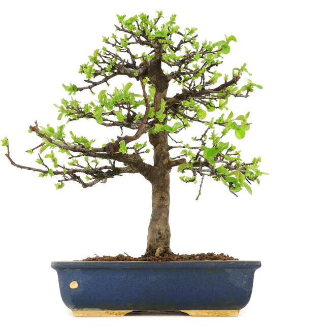 Pseudocydonia sinensis, 38 cm, ± 18 years old, in a pot with a chip