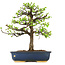 Pseudocydonia sinensis, 38 cm, ± 18 ans, en pot avec puce