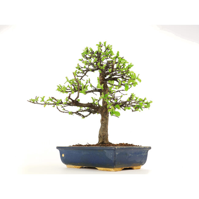 Pseudocydonia sinensis, 38 cm, ± 18 ans, en pot avec puce