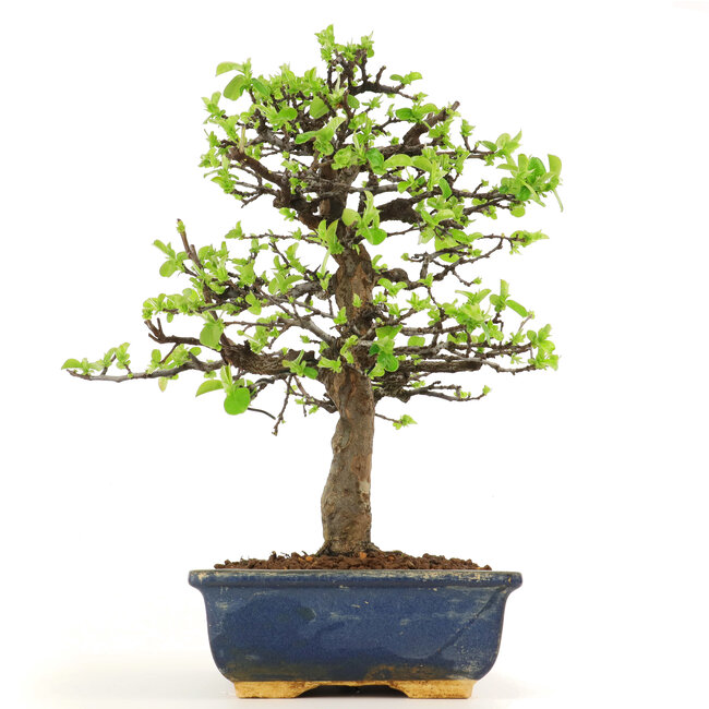 Pseudocydonia sinensis, 38 cm, ± 18 ans, en pot avec puce