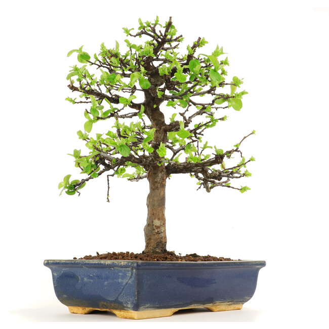 Pseudocydonia sinensis, 38 cm, ± 18 ans, en pot avec puce