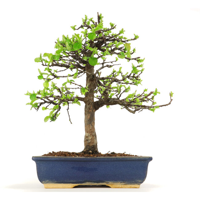 Pseudocydonia sinensis, 38 cm, ± 18 years old, in a pot with a chip