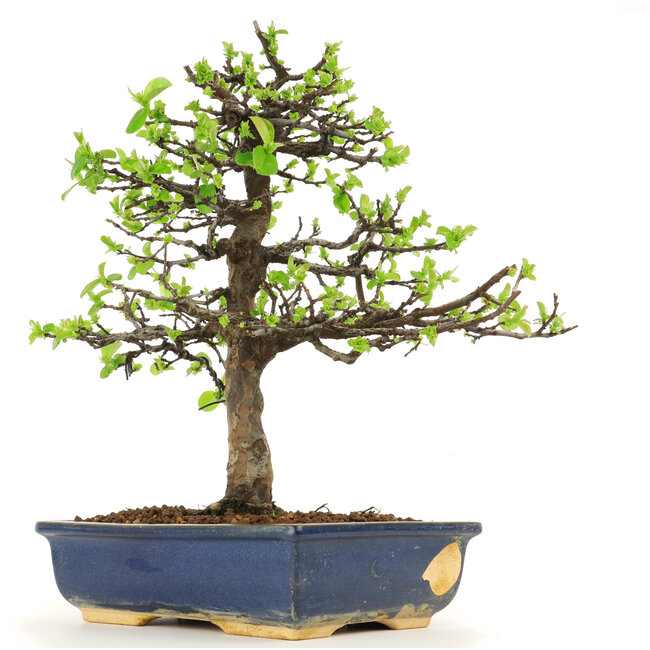 Pseudocydonia sinensis, 38 cm, ± 18 years old, in a pot with a chip