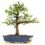 Pseudocydonia sinensis, 38 cm, ± 18 ans, en pot avec puce