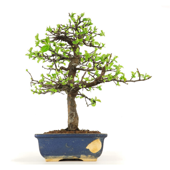 Pseudocydonia sinensis, 38 cm, ± 18 years old, in a pot with a chip