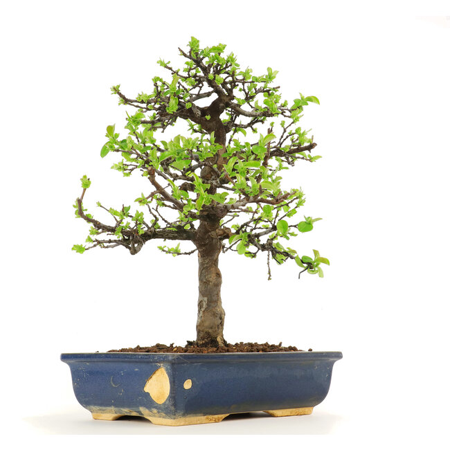 Pseudocydonia sinensis, 38 cm, ± 18 ans, en pot avec puce