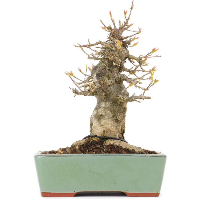 Acer buergerianum, 17,5 cm, ± 20 jaar oud