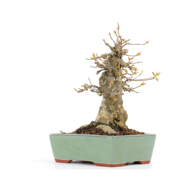 Acer buergerianum, 17,5 cm, ± 20 años