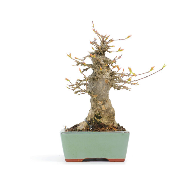 Acer buergerianum, 17,5 cm, ± 20 Jahre alt