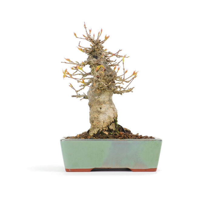 Acer buergerianum, 17,5 cm, ± 20 years old