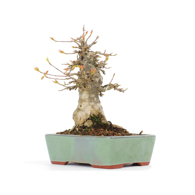 Acer buergerianum, 17,5 cm, ± 20 Jahre alt