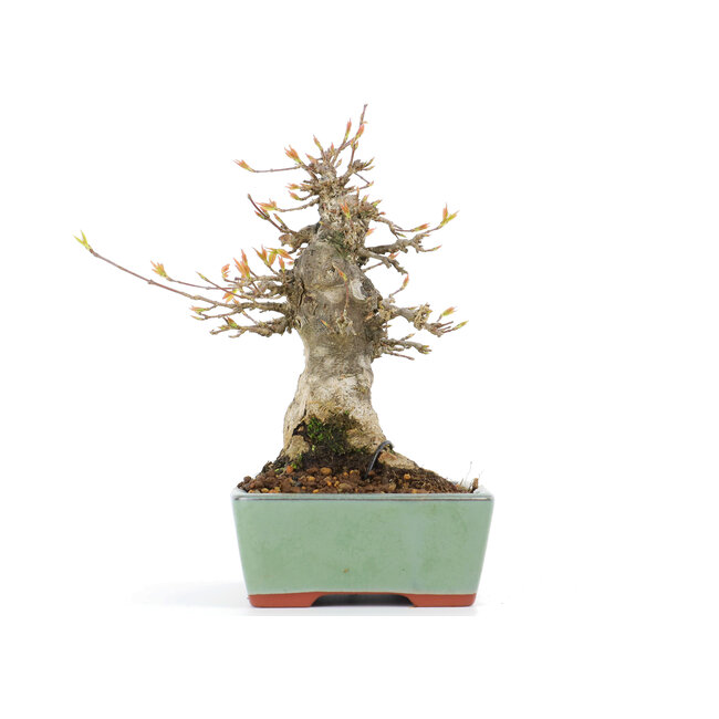 Acer buergerianum, 17,5 cm, ± 20 years old