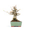 Acer buergerianum, 17,5 cm, ± 20 jaar oud