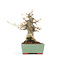 Acer buergerianum, 17,5 cm, ± 20 years old