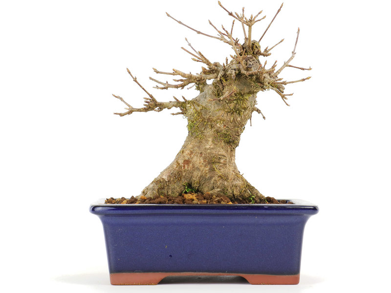 Acer buergerianum, 14 cm, ± 20 Jahre alt