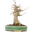 Acer buergerianum, 16 cm, ± 20 jaar oud