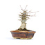 Acer buergerianum, 18 cm, ± 20 years old