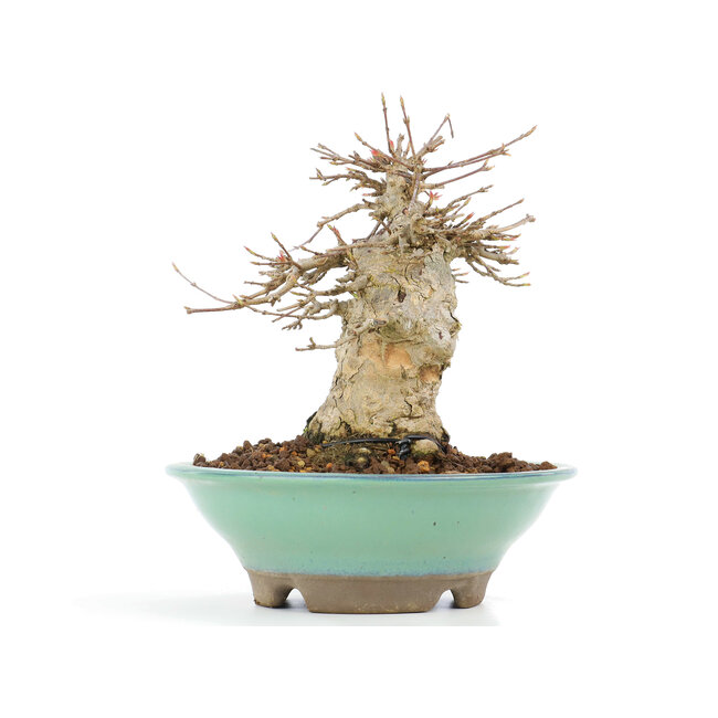 Acer buergerianum, 14,5 cm, ± 20 years old