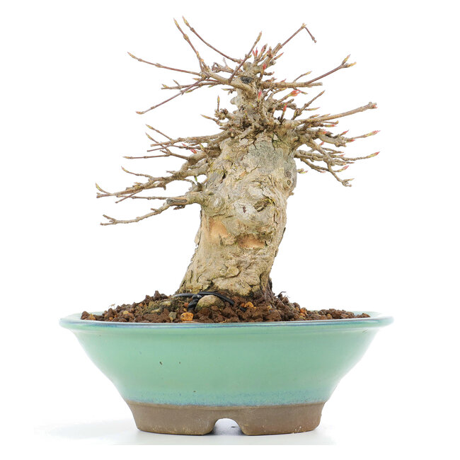 Acer buergerianum, 14,5 cm, ± 20 años