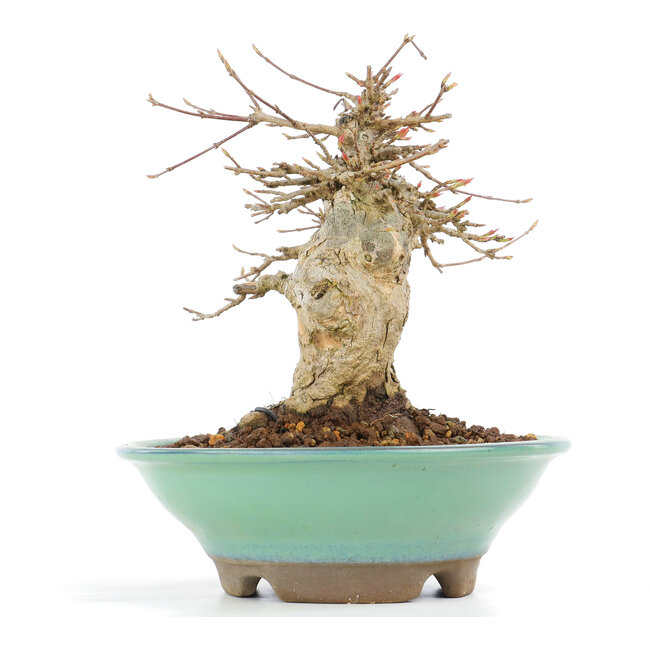 Acer buergerianum, 14,5 cm, ± 20 años