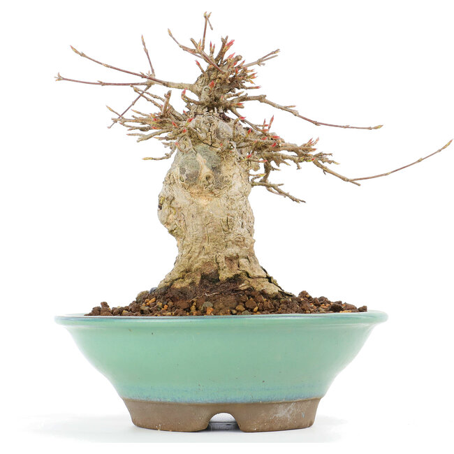 Acer buergerianum, 14,5 cm, ± 20 años