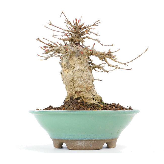 Acer buergerianum, 14,5 cm, ± 20 jaar oud