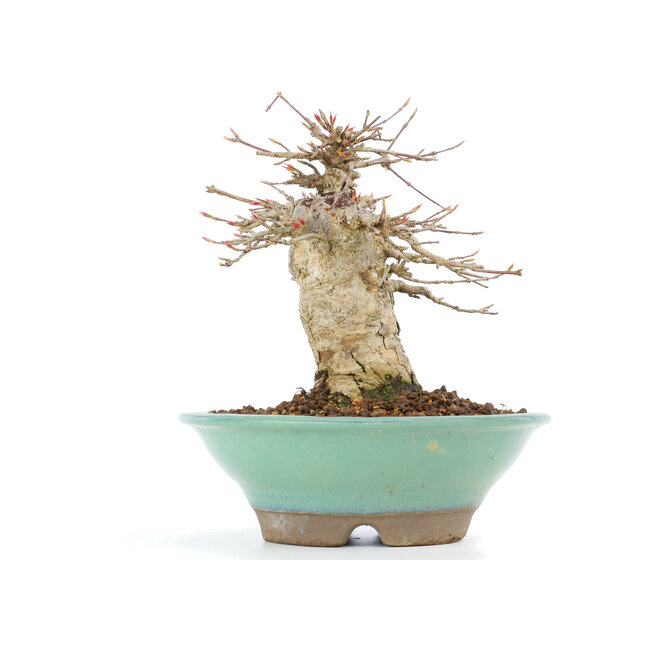 Acer buergerianum, 14,5 cm, ± 20 jaar oud