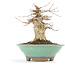 Acer buergerianum, 14,5 cm, ± 20 years old