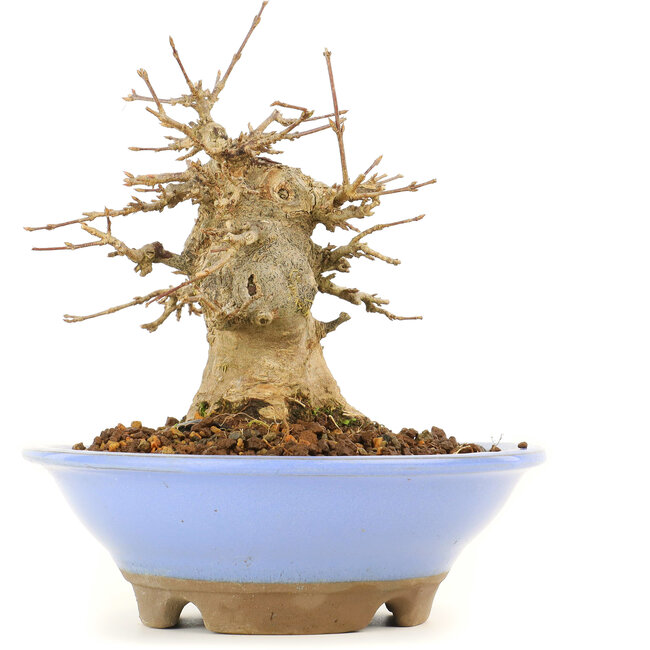 Acer buergerianum, 14 cm, ± 20 anni