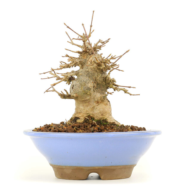 Acer buergerianum, 14 cm, ± 20 Jahre alt