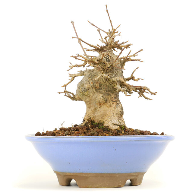 Acer buergerianum, 14 cm, ± 20 Jahre alt