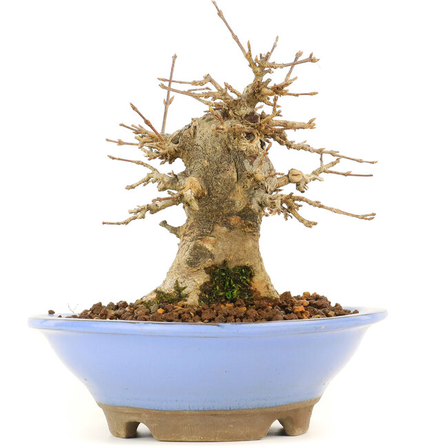 Acer buergerianum, 14 cm, ± 20 anni