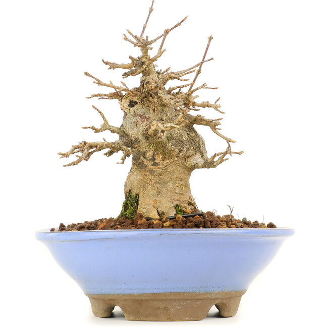 Acer buergerianum, 14 cm, ± 20 Jahre alt