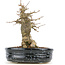 Acer buergerianum, 15,5 cm, ± 20 anni