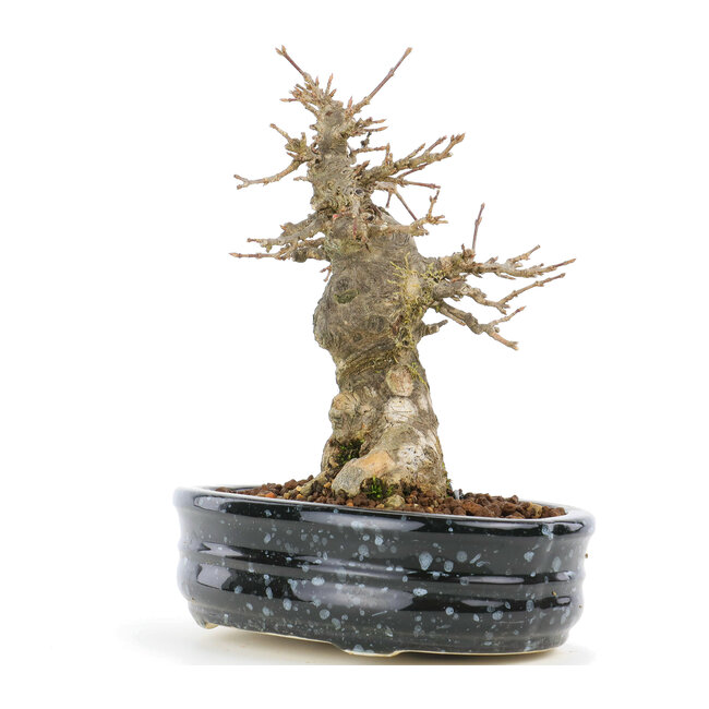 Acer buergerianum, 15,5 cm, ± 20 jaar oud
