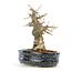 Acer buergerianum, 15,5 cm, ± 20 Jahre alt