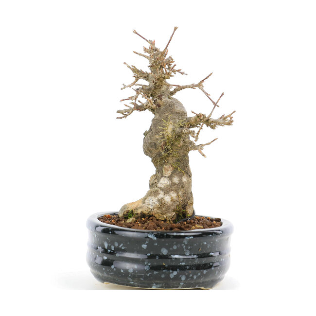 Acer buergerianum, 15,5 cm, ± 20 jaar oud