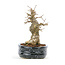 Acer buergerianum, 15,5 cm, ± 20 years old