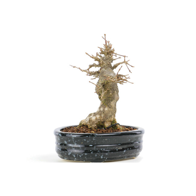 Acer buergerianum, 15,5 cm, ± 20 anni