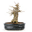 Acer buergerianum, 15,5 cm, ± 20 jaar oud