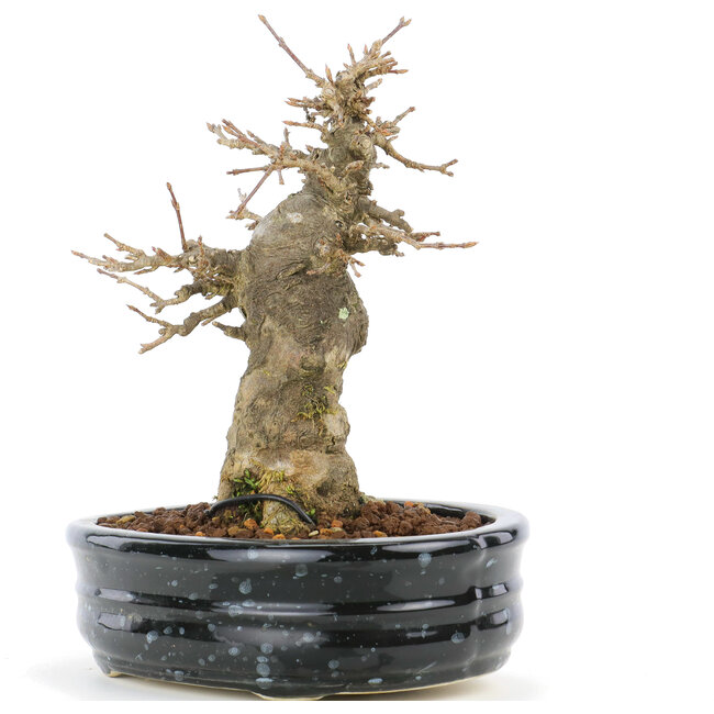 Acer buergerianum, 15,5 cm, ± 20 jaar oud